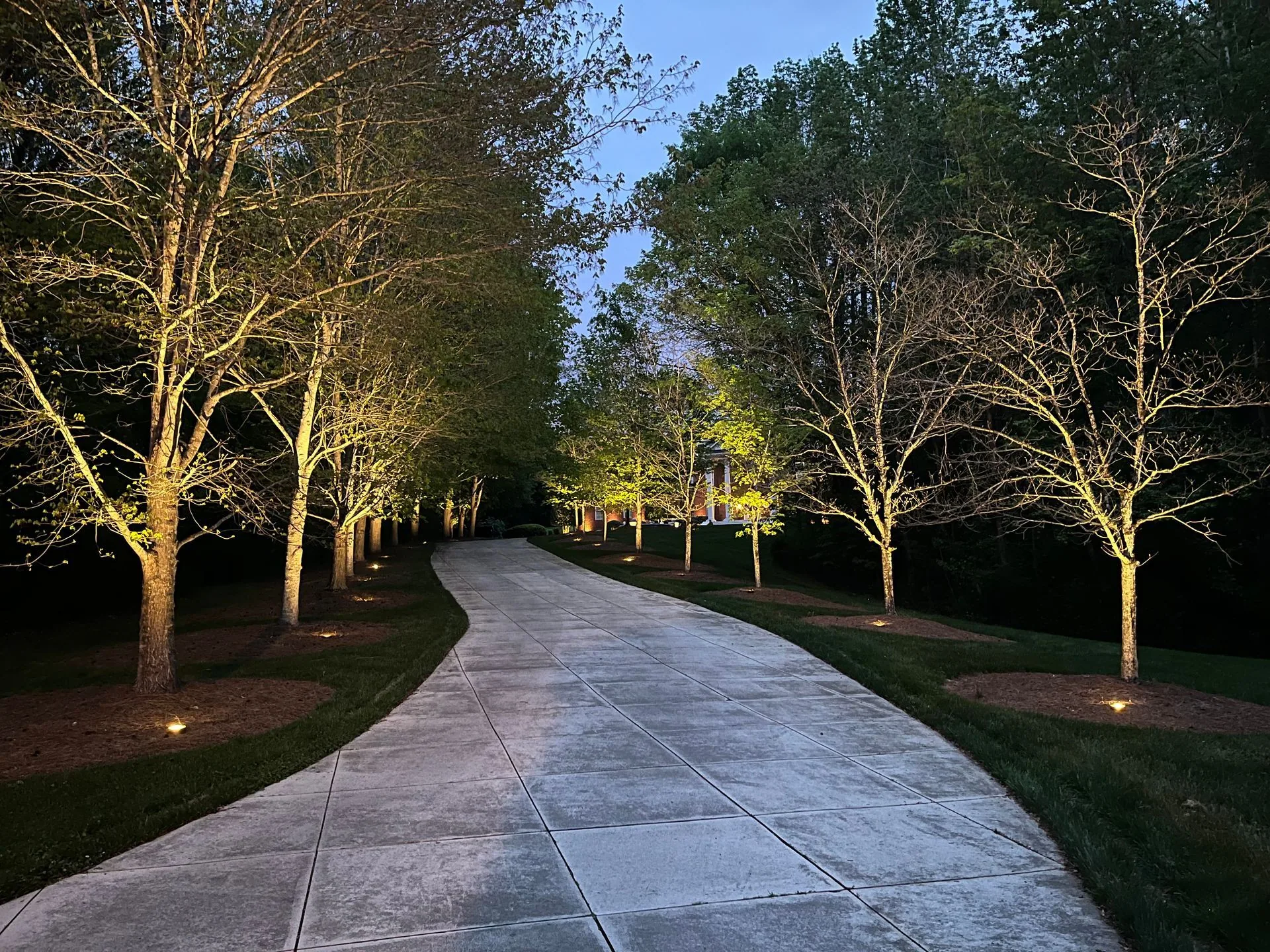 Tree lined driveway landscape uplighting